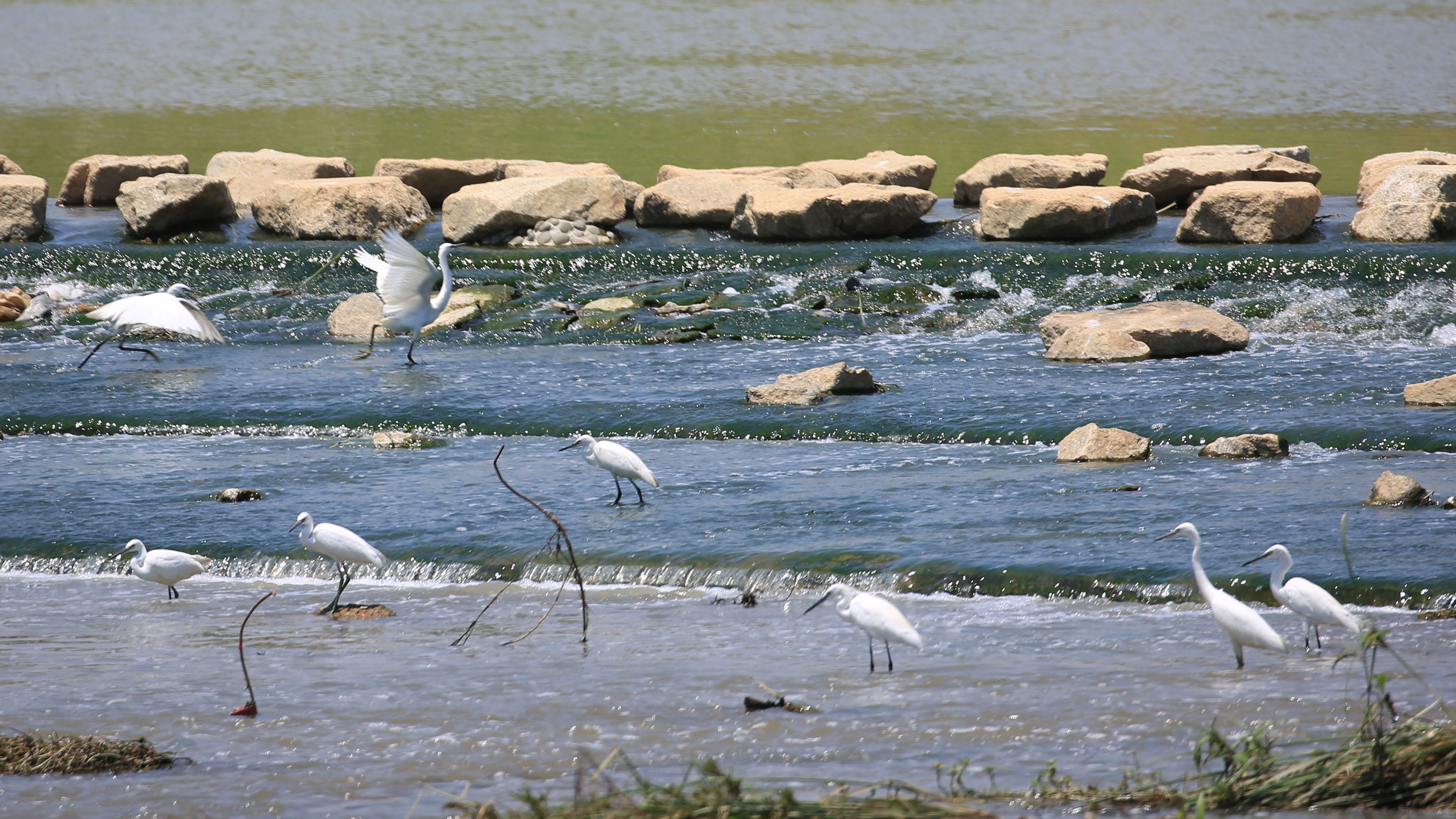 坪山河干流综合整治及水质提升工程项目.jpg 坪山河干流综合整治及水质提升工程项目.jpg
