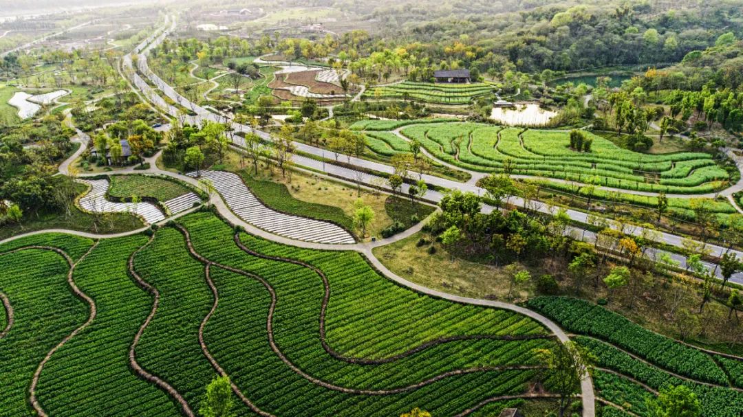 中国建筑打造重要生态修复项目重庆广阳岛5.jpg