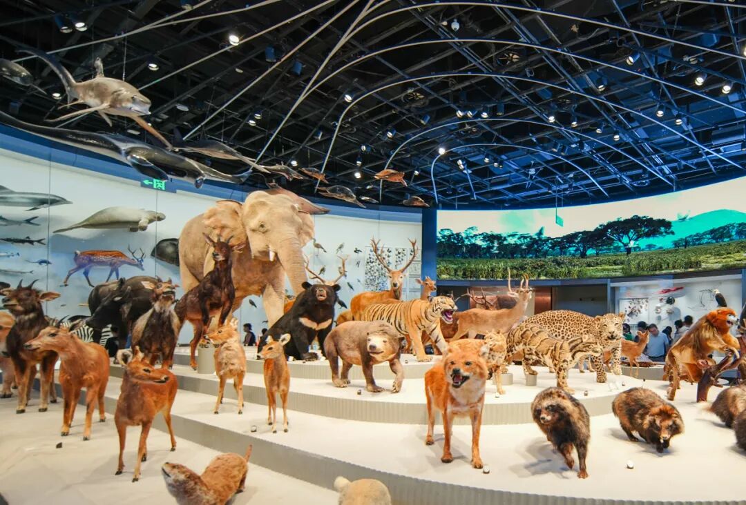 中国建筑承建的深圳自然博物馆正式开馆(3).jpg 中国建筑承建的深圳自然博物馆正式开馆(3).jpg